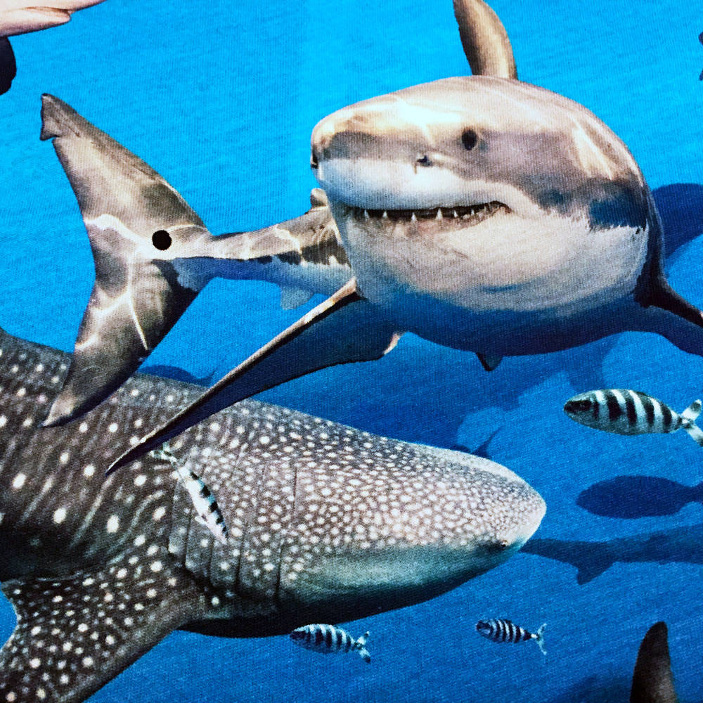 Molo T-Shirt Raymont Shark Smile