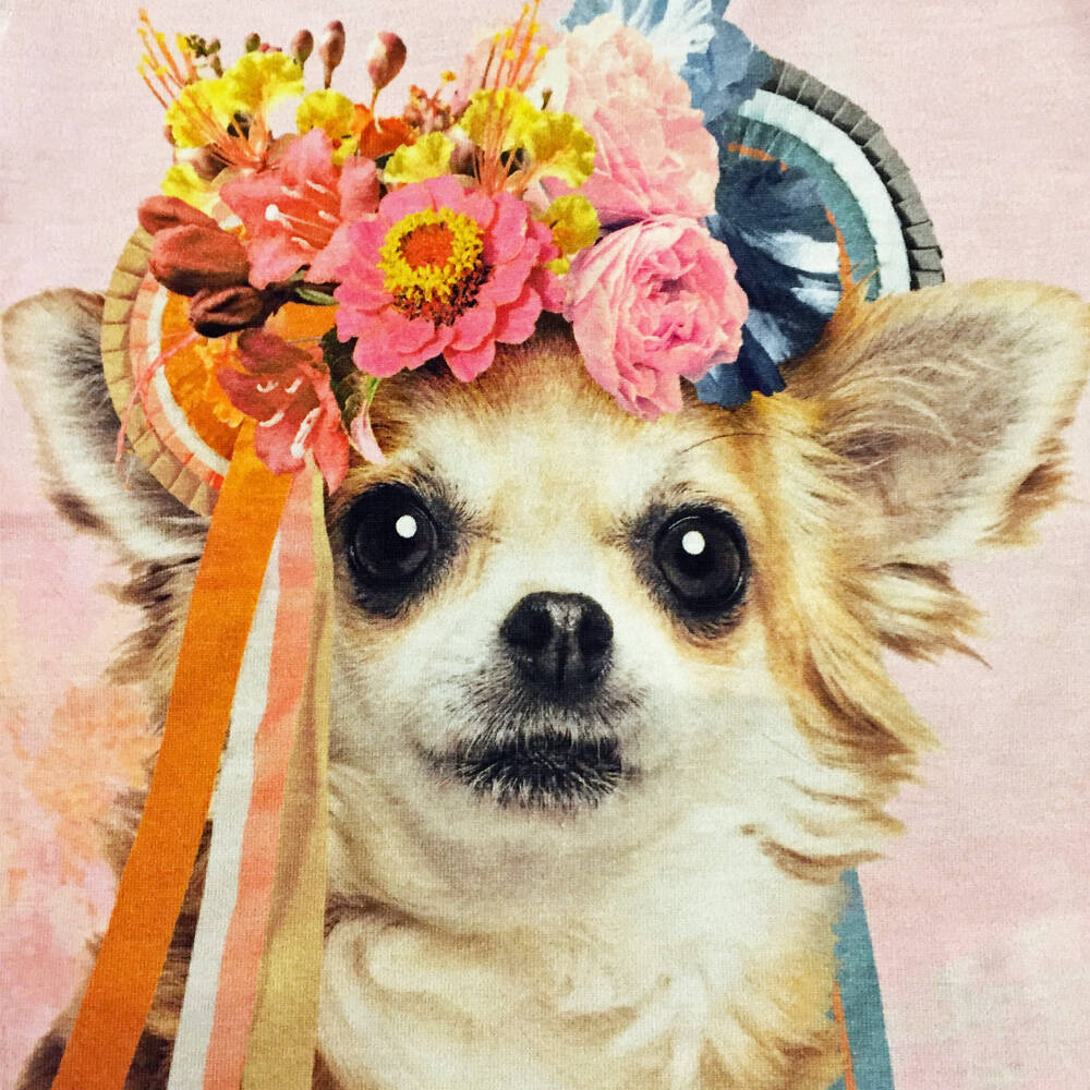 Molo T-Shirt Erin Chihuahua