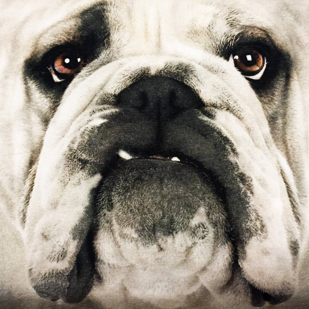 Molo T-Shirt Egon Black n White Bulldog
