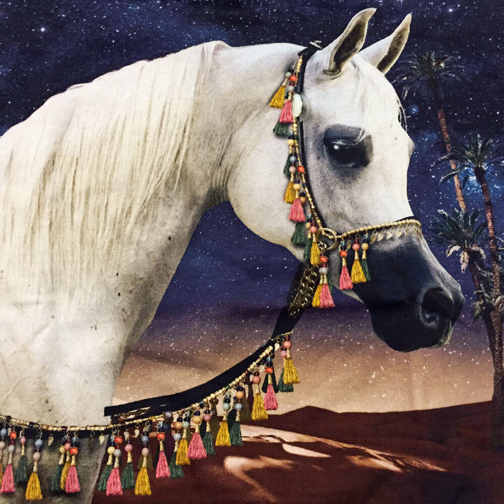 Molo Pulli Marigold Arabian Horse