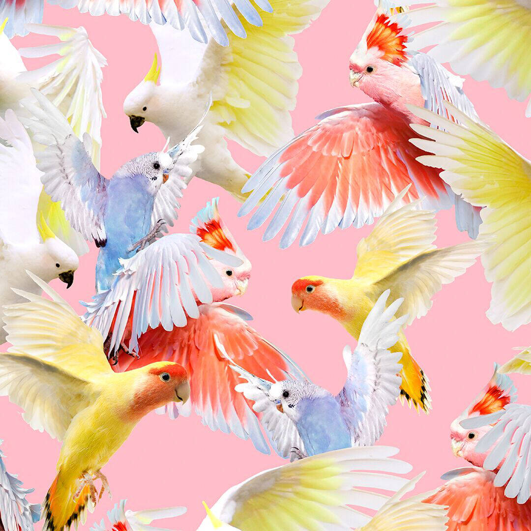 Molo Bikini Nicola Cockatoos