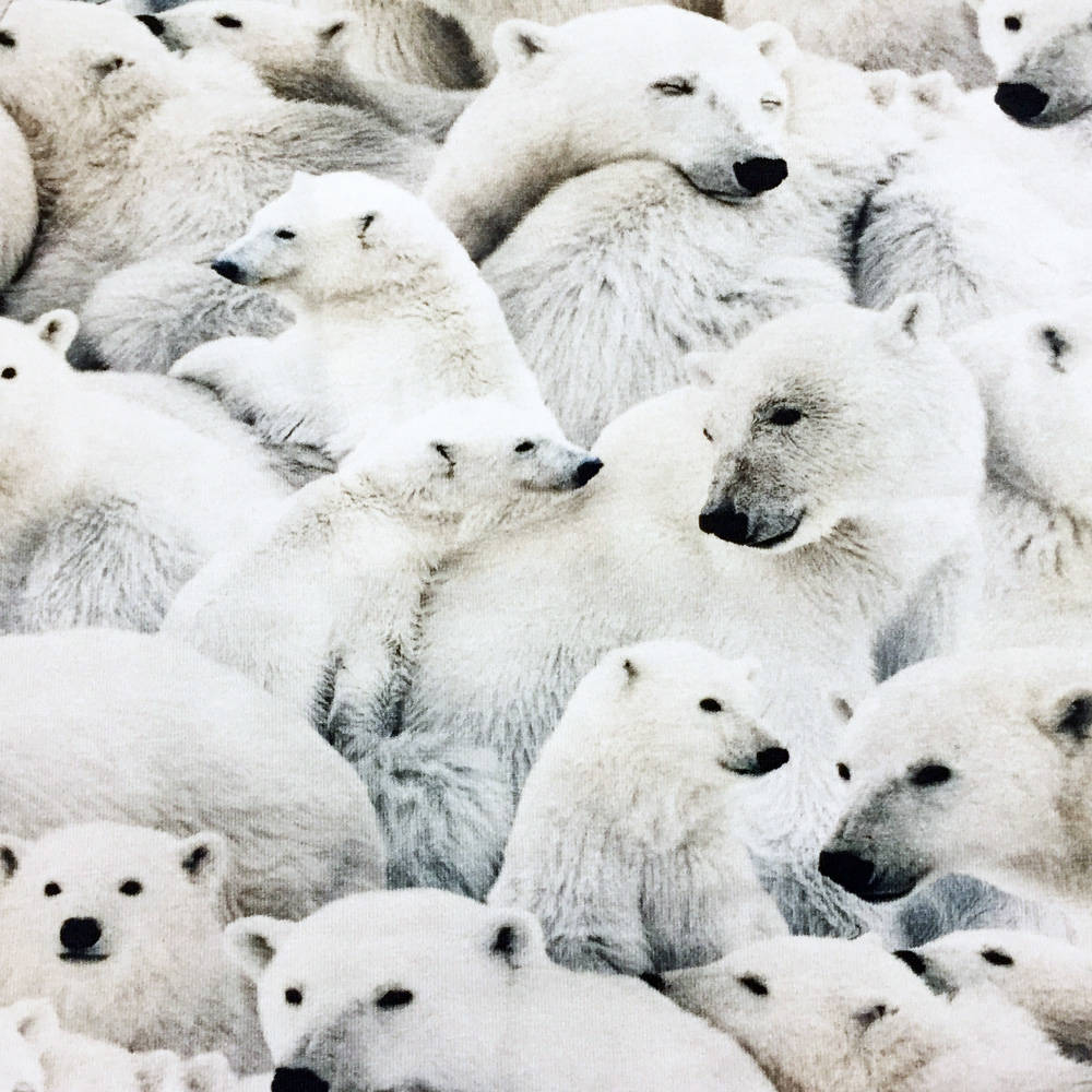 Molo Kleid Ceria Polar Bear