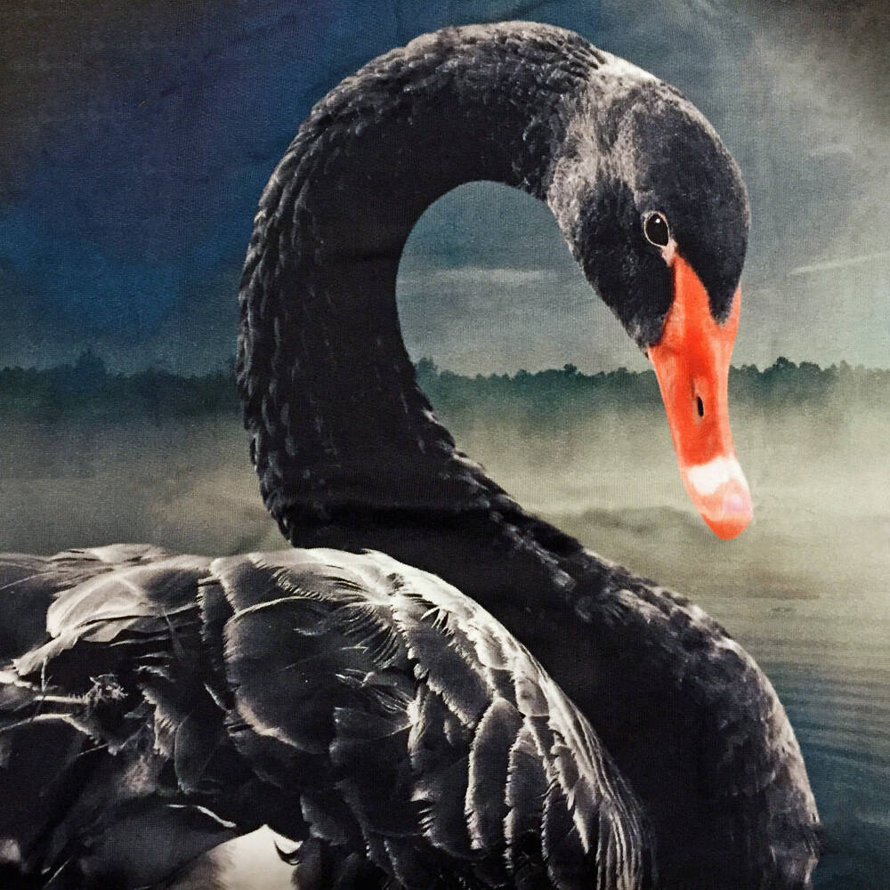 Molo Pulli Marina Black Swan