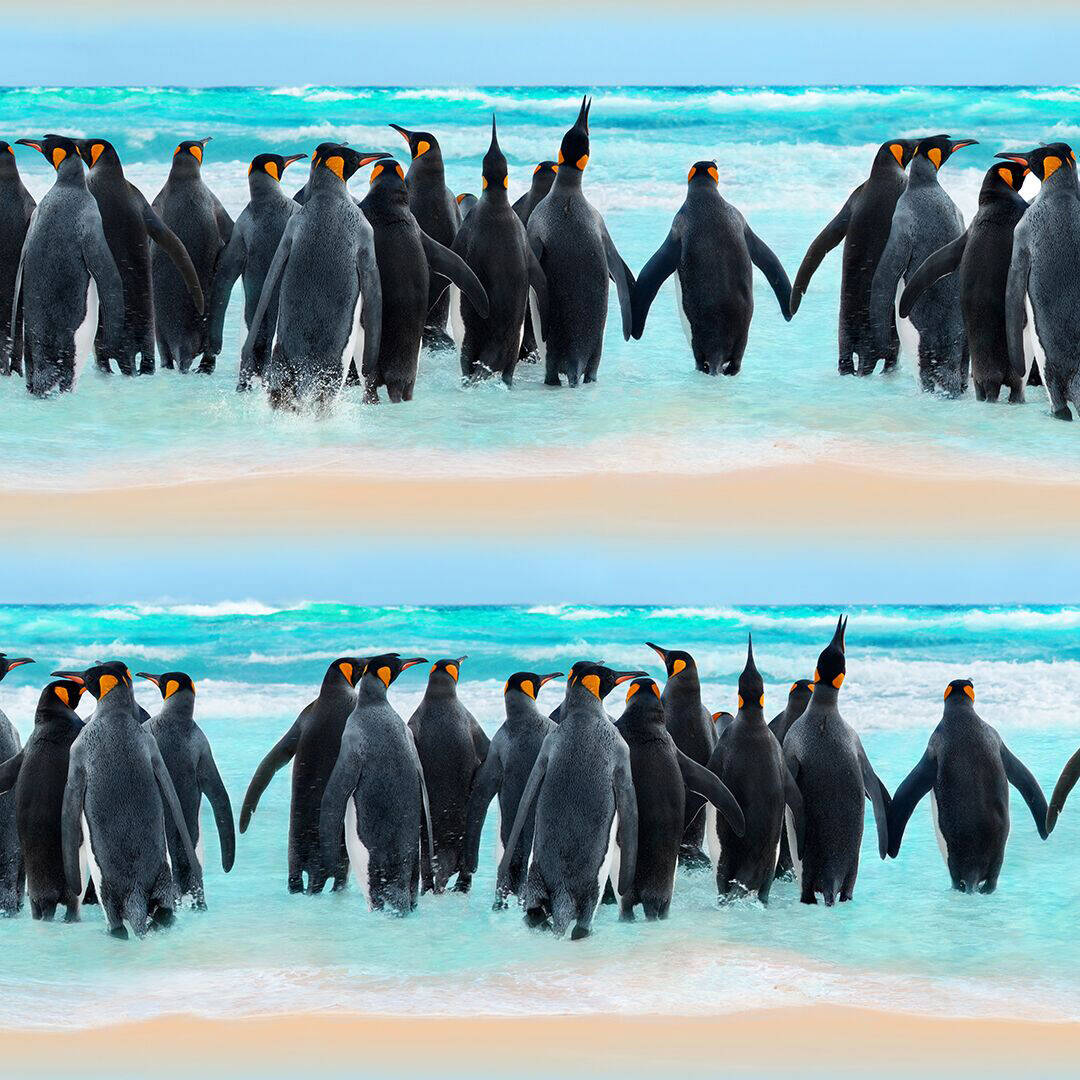 Molo Schwimmoverall Swimsuit Neka Penguin Stripe